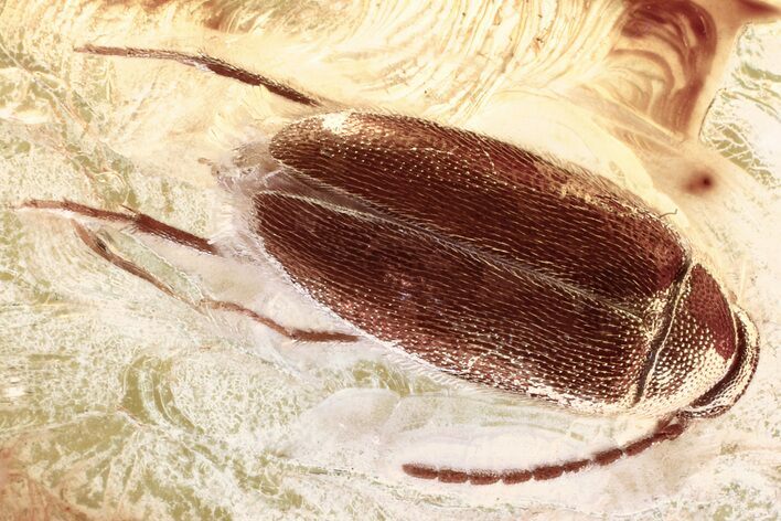 Detailed Fossil False Flower Beetle (Scraptiidae) in Baltic Amber #372529